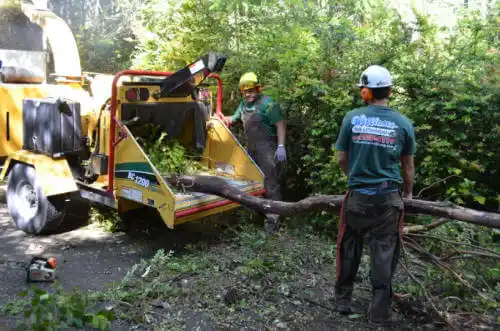 tree services Douglass